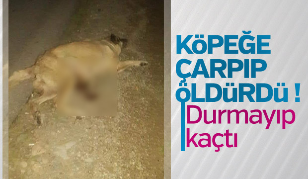 Köpeğe çarpıp öldürdü
