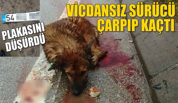 Köpeğe çarptı  plakasını olay yerinde düşürüp kaçtı 