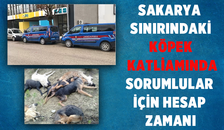 Köpek katliamında yeni gelişme
