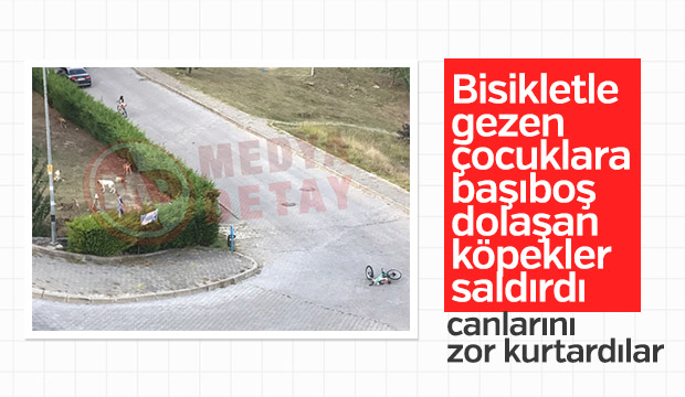 Köpekler saldırdı, canlarını zor kurtardılar