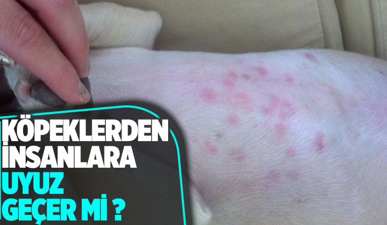 Köpeklerden insanlara uyuz geçer mi ?