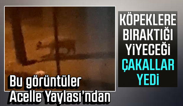Köpeklere bıraktığı yiyeceği dağdan inen çakallar yedi