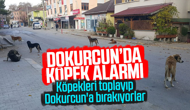 Köpekleri Toplayıp Dokurcuna Bırakıyorlar