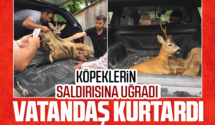 Köpeklerin saldırdığı karacayı vatandaş kurtardı