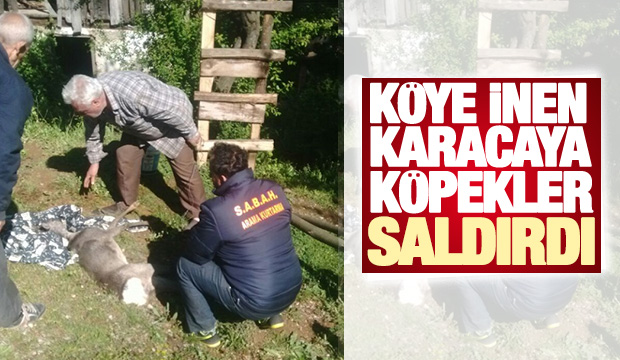 Köye İnen Karacaya Köpekler Saldırdı