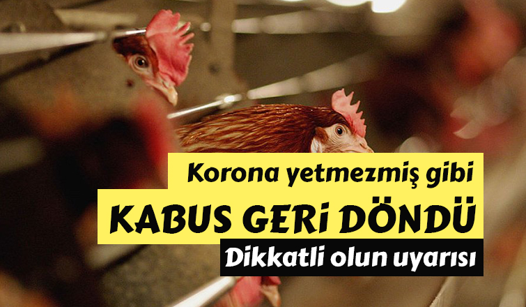 Kümes hayvanları için kuş gribi uyarısı