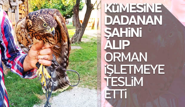 Kümesine dadanan şahini yakalayıp Orman İşletmeye teslim etti