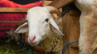 Kurban Bayramı Ne Zaman? 2026 Tatili Kaç Gün Sürecek? İşte Merak Edilen Tarihler!