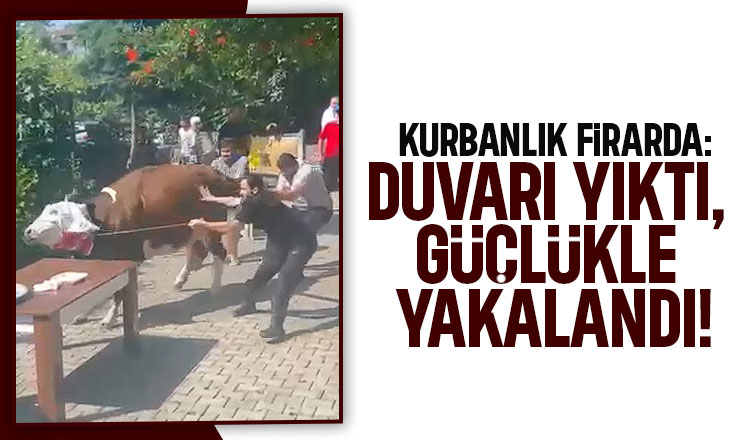 Kurbanlık boğa ortalığı karıştırdı