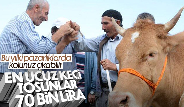 Kurbanlık fiyatları yükseldi, büyükbaşlar 70 bin TL'yi gördü