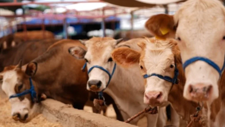 Kurbanlık hayvanlar için kritik uyarı