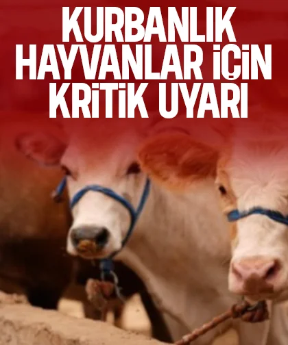 Kurbanlık hayvanlar için kritik uyarı