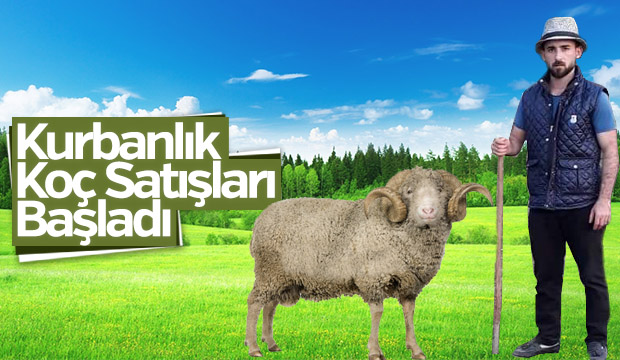 Kurbanlık Koç Satışları Başladı