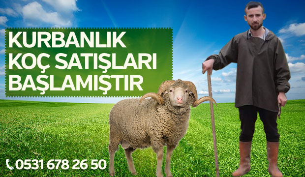 Kurbanlık Koç Satışları Başladı
