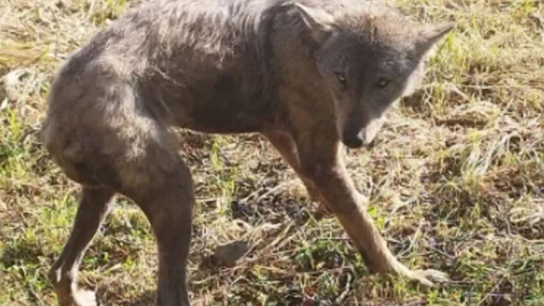 Kurt yerleşim yerine indi