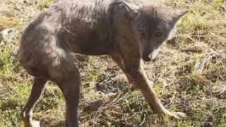 Kurt yerleşim yerine indi