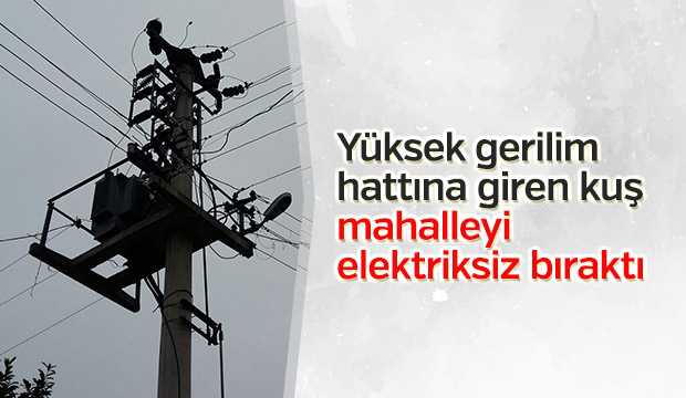 Kuş iki mahalleyi elektriksiz bıraktı