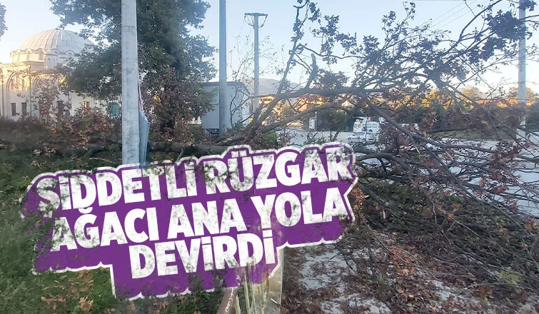 Kuzuluk'ta rüzgar ağacı yıktı