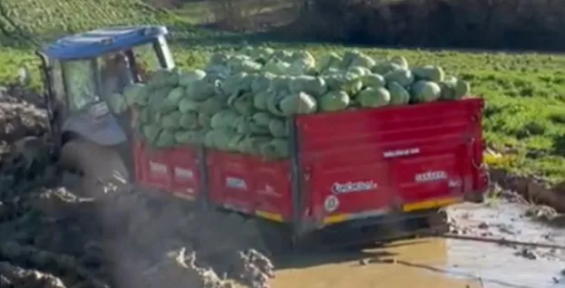 Lahana yüklü traktör adeta çamura gömüldü