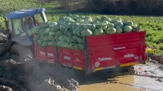 Lahana yüklü traktör adeta çamura gömüldü