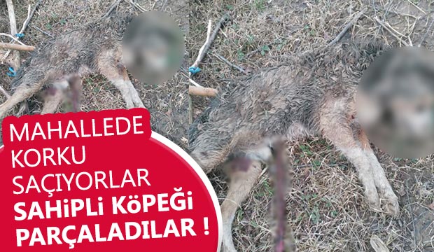 Mahallede korku saçıyorlar