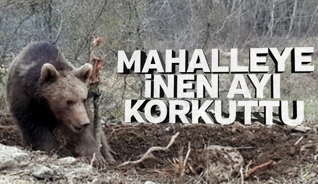 Mahalleye inen ayı korkuttu