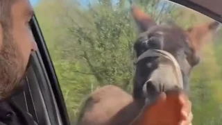 Mahalleye inen eşek ortalığı birbirine kattı