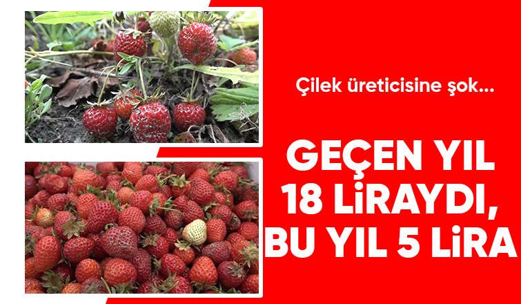 Maliyetini karşılamayan çilek tarlada kaldı