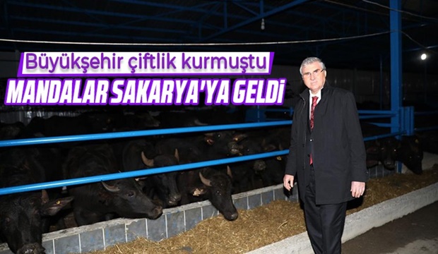 Manda yetiştiriciliği Sakarya’da yeniden hayat bulacak