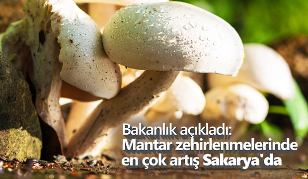 Mantar Zehirlenmesi Arttı