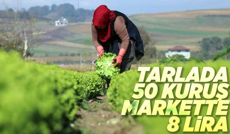 Marulun tarla ve marketteki fiyat farkı dudak uçuklattı