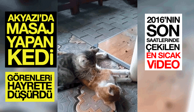 Masaj Yapan Kedi Görenleri Hayrete Düşürdü
