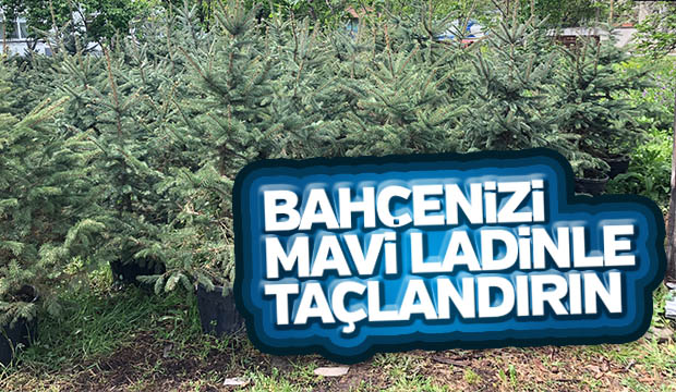 MAVİ LADİN SATIŞLARI BAŞLADI