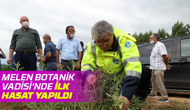Melen Botanik Vadisi’nde ilk hasat yapıldı
