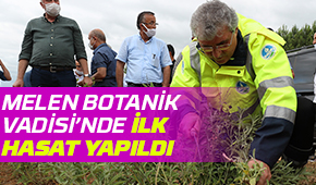 Melen Botanik Vadisi’nde ilk hasat yapıldı