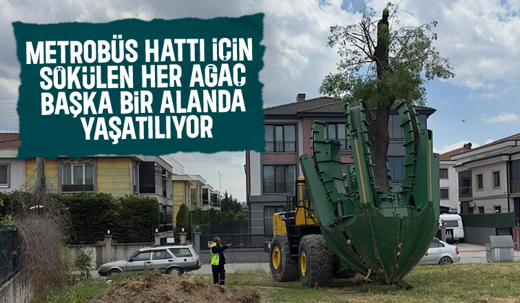 Metrobüs hattı için sökülen her ağaç başka alanlara ekiliyor