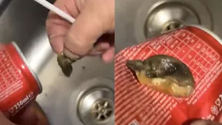 Meyve suyundan çıkan cisimle şok oldu