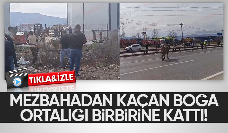 Mezbahadan kaçan boğa ortalığı karıştırdı