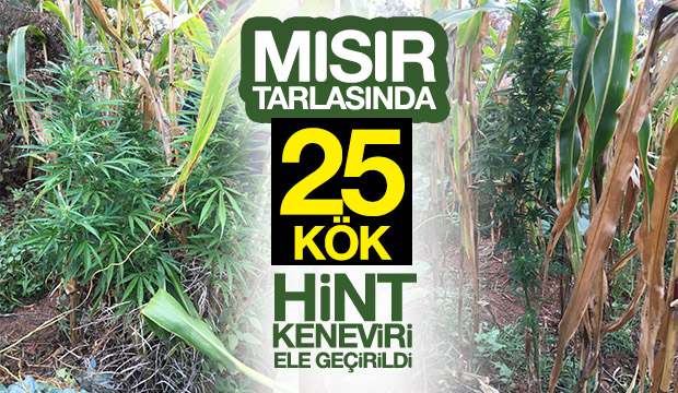 MISIR TARLASINDA 25 KÖK HİNT KENEVİRİ ELE GEÇİRİLDİ