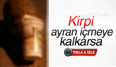 Yere Atılan Çöpler Doğal Yaşamı Olumsuz Etkiliyor