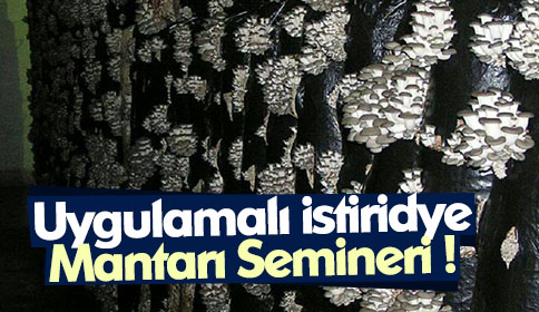 Uygulamalı İstiridye Mantarı Semineri !
