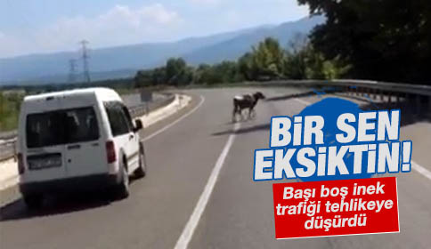 Başı Boş İnek Trafiği Tehlikeye Düşürdü