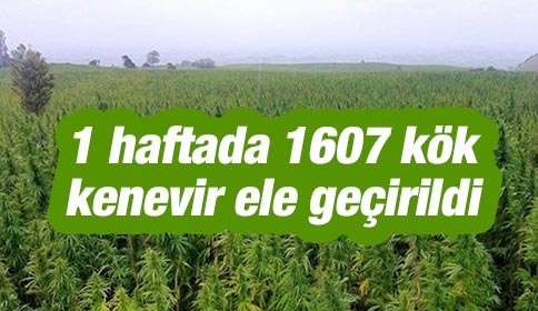1 Haftada 1607 Kök Kenevir Ele Geçirildi