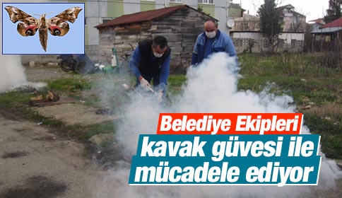Akyazı Belediyesi Kavak Güvesi İle Mücadele Ediyor