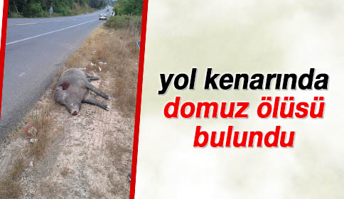 Yol Kenarında Domuz Ölüsü Bulundu