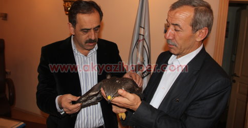 Yaralı Şahin Orman Müdürlüğüne Teslim Edildi