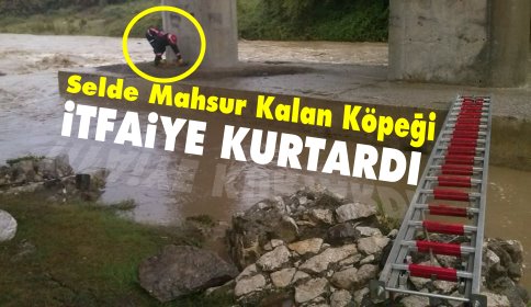 Selde mahsur kalan köpeği itfaiye kurtardı.