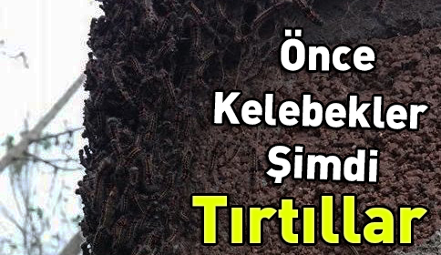 Önce Kelebekler İstila Etti Şimdi Tırtıllar
