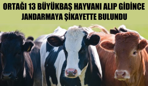 ORTAĞI 13 Büyükbaş Hayvanı Alıp Gidince Şikayetçi Oldu 