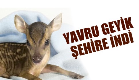 YOLUNU ŞAŞIRAN YAVRU GEYİK 